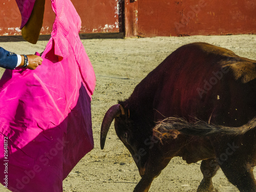 Bullfight - bull charging cape