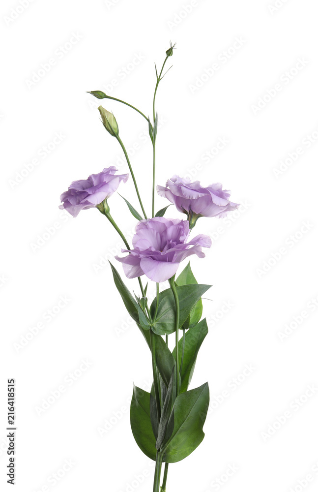 Beautiful Eustoma flowers on white background Beautiful Eustoma flowers on white background