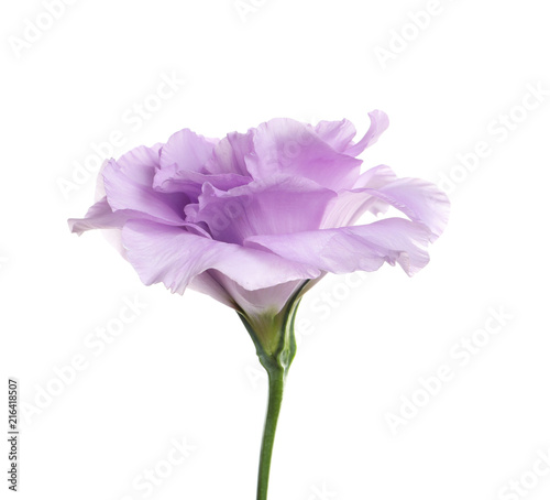 Beautiful Eustoma flower on white background