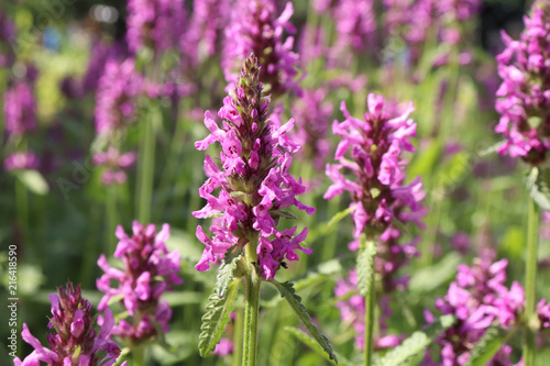 Blooming Betonica officinalis. Medicinal plants  herbs in the garden.