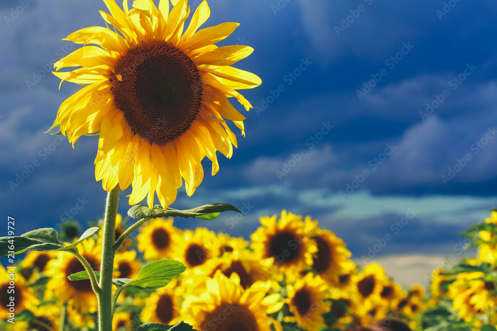 Close up of sunflower in field against grey evening sky. Farming concept. Agriculture, harvest season, organic food, august Close up of sunflower in field against grey evening sky. Farming concept. Agriculture, harvest season, organic food, august
