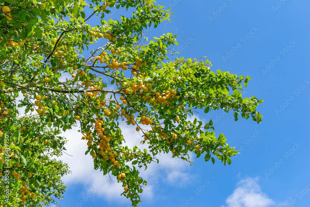 gelbe Mirabellen am Baum vor blauem Himmel gelbe Mirabellen am Baum vor blauem Himmel