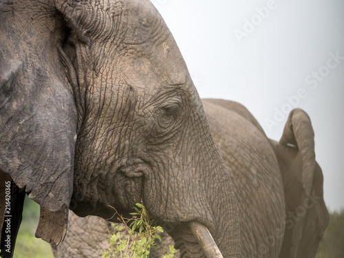 Profile close-up of an African Elephant eating with another in the background in Tembe Elephant Park, South Africa photo