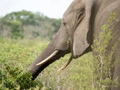 A grazing African Elephant reaches out with its trunk for more plants in Tembe Elephant Park, South Africa photo