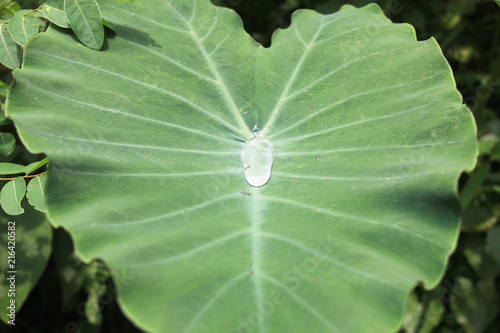 dew on the green leaf.