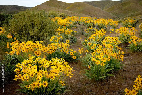 Fototapeta Naklejka Na Ścianę i Meble -  Field filled with yellow flowers in nature spring time