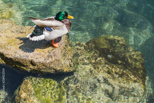 Sunbathing Duck