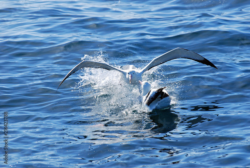 New Zealand albatross