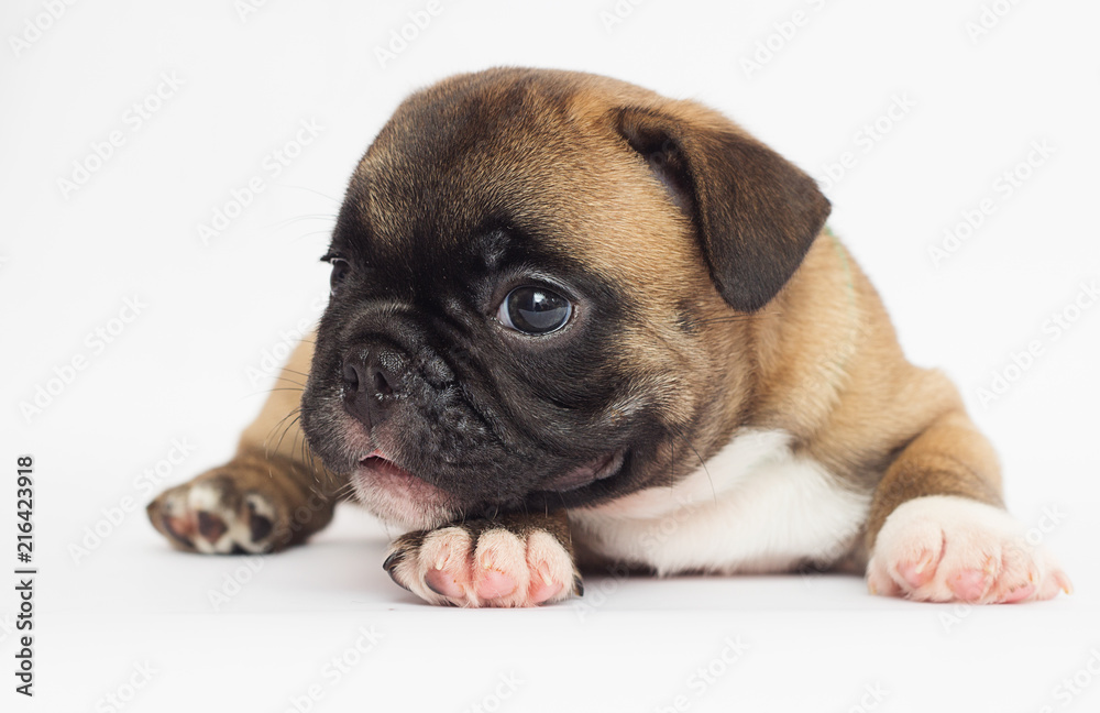 French Bulldog puppy on a white background
