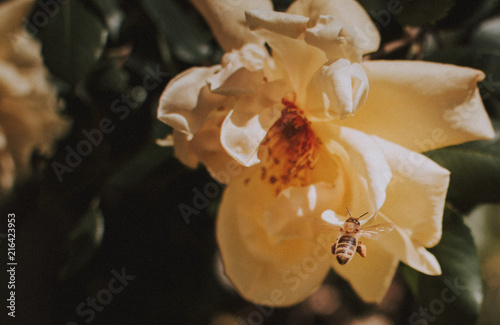Bumble Bee
