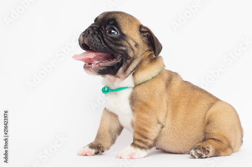 French Bulldog puppy on a white background