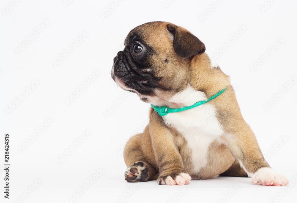 Obraz premium French Bulldog puppy on a white background