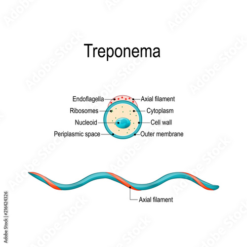 Structure of Treponema.
