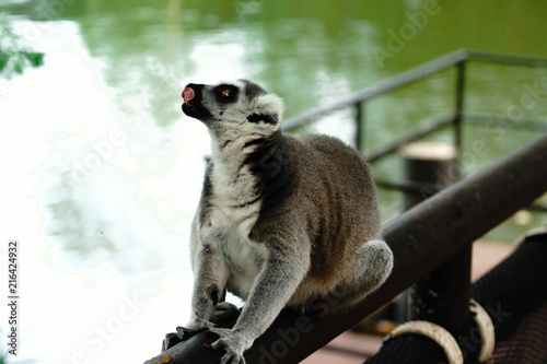 Close-up portrait of lemur catta (ring tailed lemur) at the khaokheow open zoo thailand.