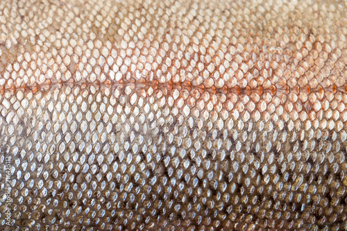 Close up of raw red trout skin, also known as arctic char photo