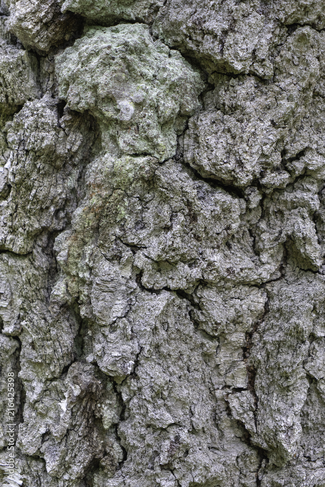 Oak tree bark. The abstract background for design Oak tree bark. The abstract background for design