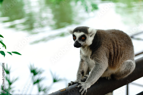 Close-up portrait of lemur catta (ring tailed lemur) at the khaokheow open zoo thailand.