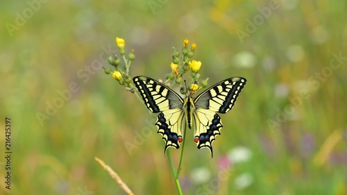 Papilio machaon   329