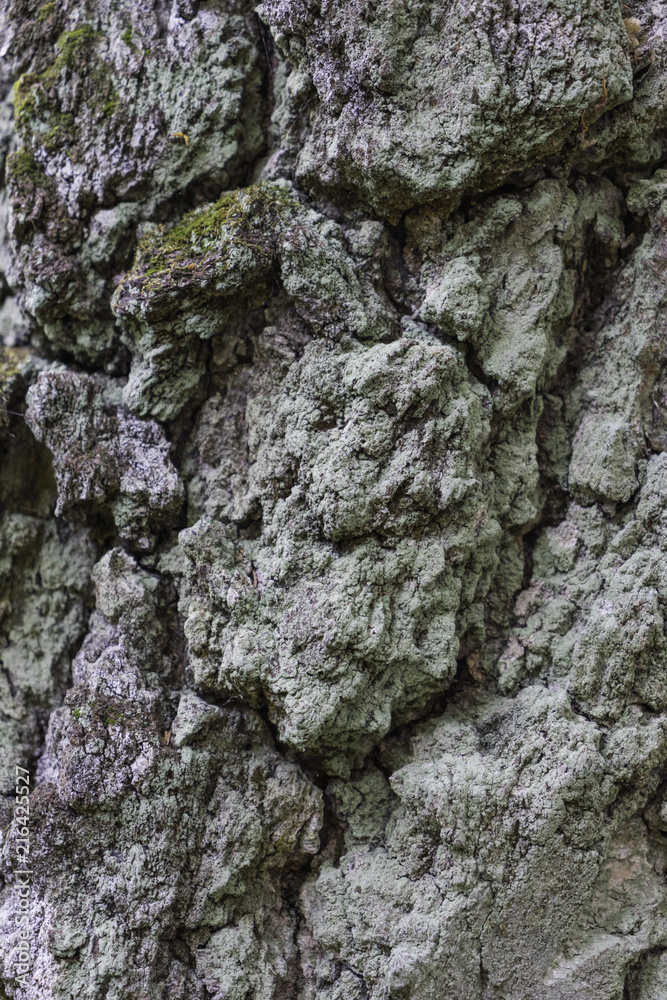 Oak tree bark. The abstract background for design Oak tree bark. The abstract background for design