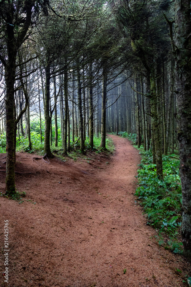 Soft misty path through the forest on the Oregon coast.