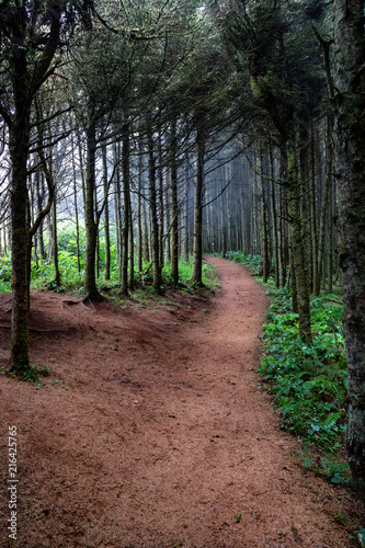 Soft misty path through the forest on the Oregon coast.