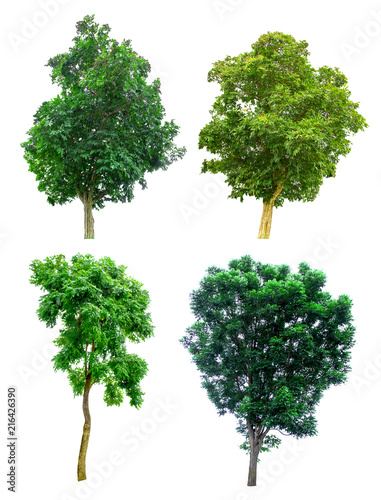 Four Tree collection on white background clipping paths.