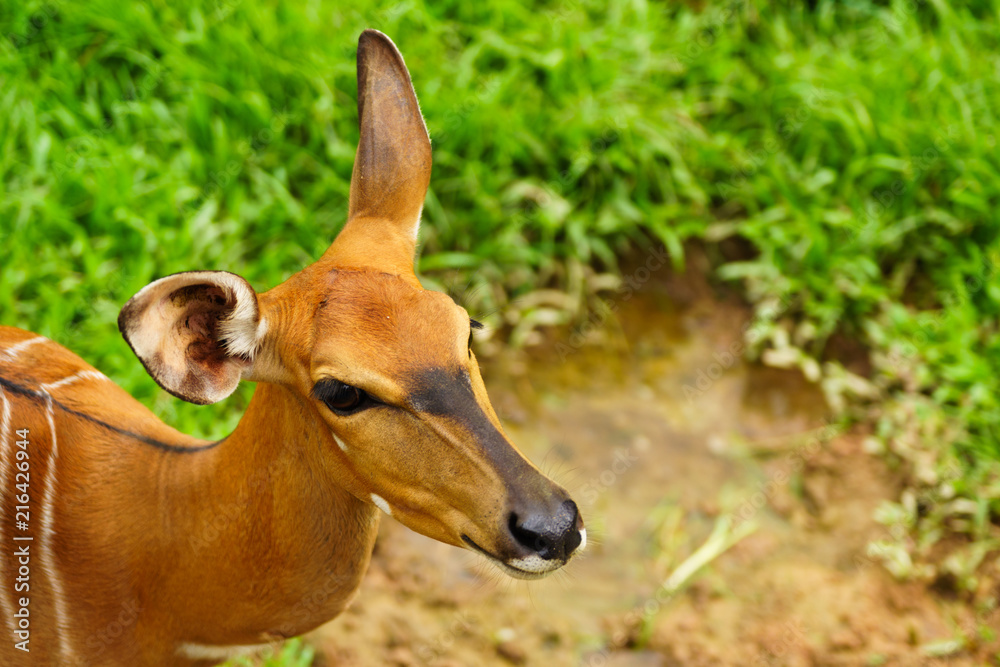 Portrait of free roaming impala antelope at the khaokheow open zoo thailand. Portrait of free roaming impala antelope at the khaokheow open zoo thailand.