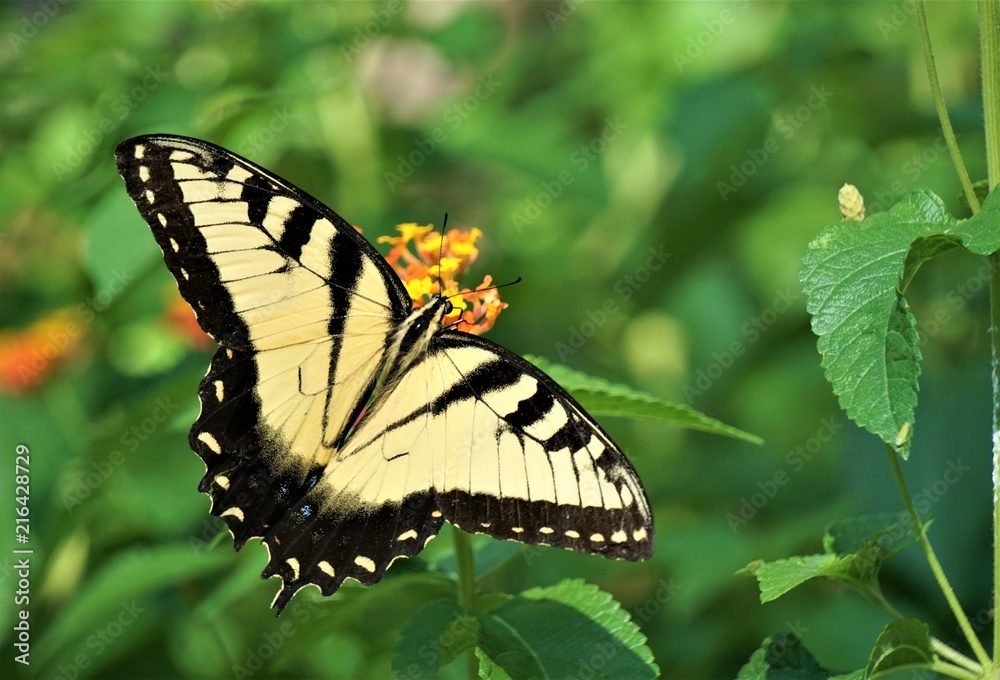Fototapeta premium A pretty Swallowtail butterfly enjoy sipping nectar from Lantana flower (Lantana camara) on soft focus garden background, Summer in GA USA.