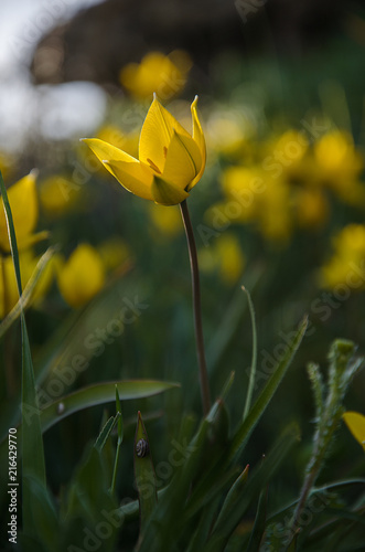 A flowers of tulipa hypanica photo