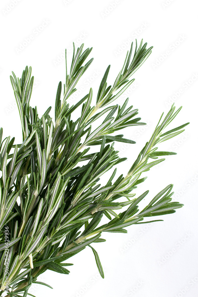 Fototapeta premium Gałązka rozmarynu na białym tle