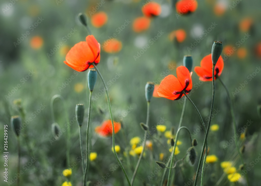 Obraz premium Poppies on the field
