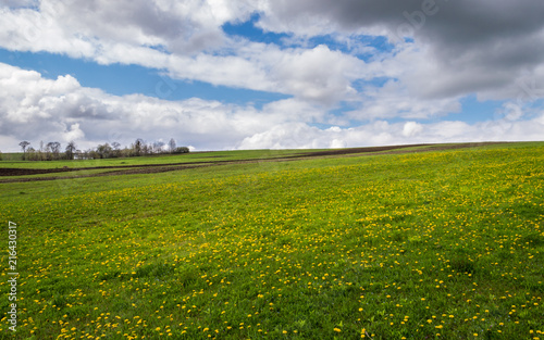 Dandelion Meadow with Cloudy Sky © gror
