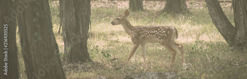Deer in the Woods