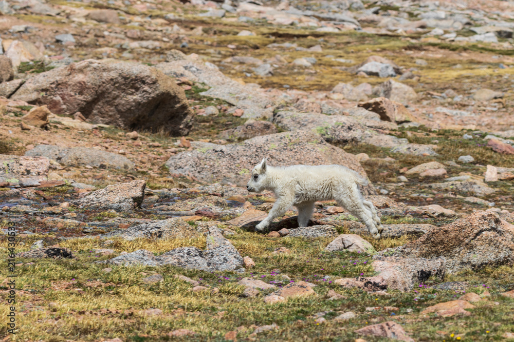 Fototapeta premium Cute Mountain Goat Kid