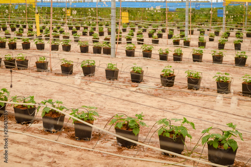 Young raspberry plants crop pots in greenhouse