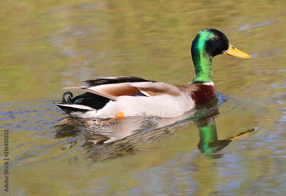 Fototapeta premium Duck swimming in a pond