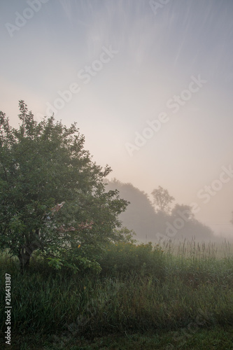 Pasture and trees in morning misty fog on a farm