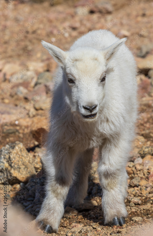 Cute Mountain Goat Kid Cute Mountain Goat Kid