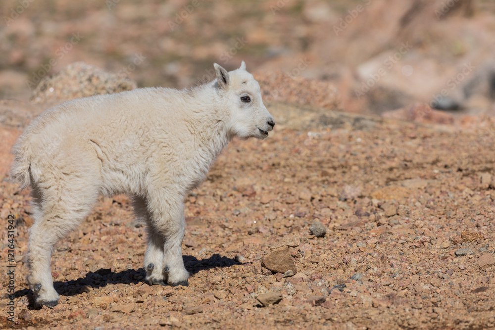 Cute Mountain Goat Kid Cute Mountain Goat Kid