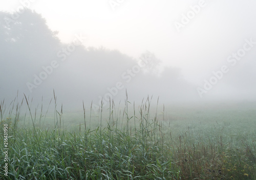 Pasture and trees in morning misty fog on a farm