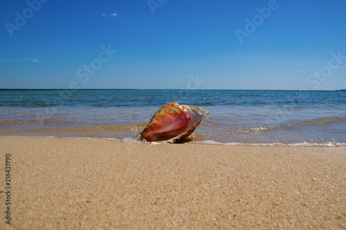 Seashell on the Caribbean beach