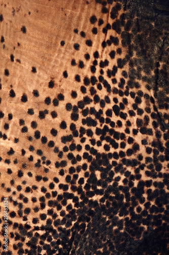 Elephant skin texture abstract background