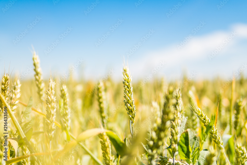 Obraz premium fresh wheat crop