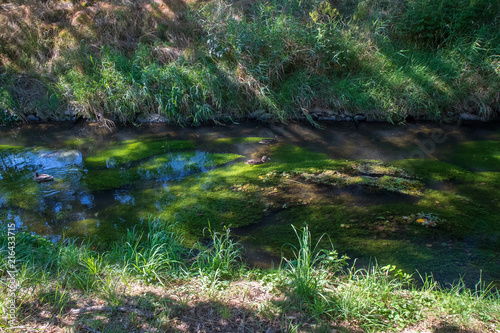 Fototapeta Naklejka Na Ścianę i Meble -  Niedrigwasser an der Polenz in Neustadt am 31.07.2018