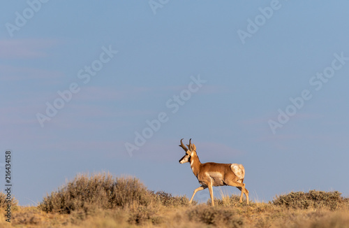 Fototapeta Naklejka Na Ścianę i Meble -  Pronghorn Antelope Buck