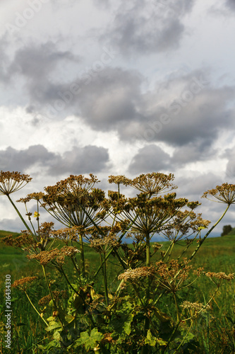 Heracleum plant with flowers against a clouded sky