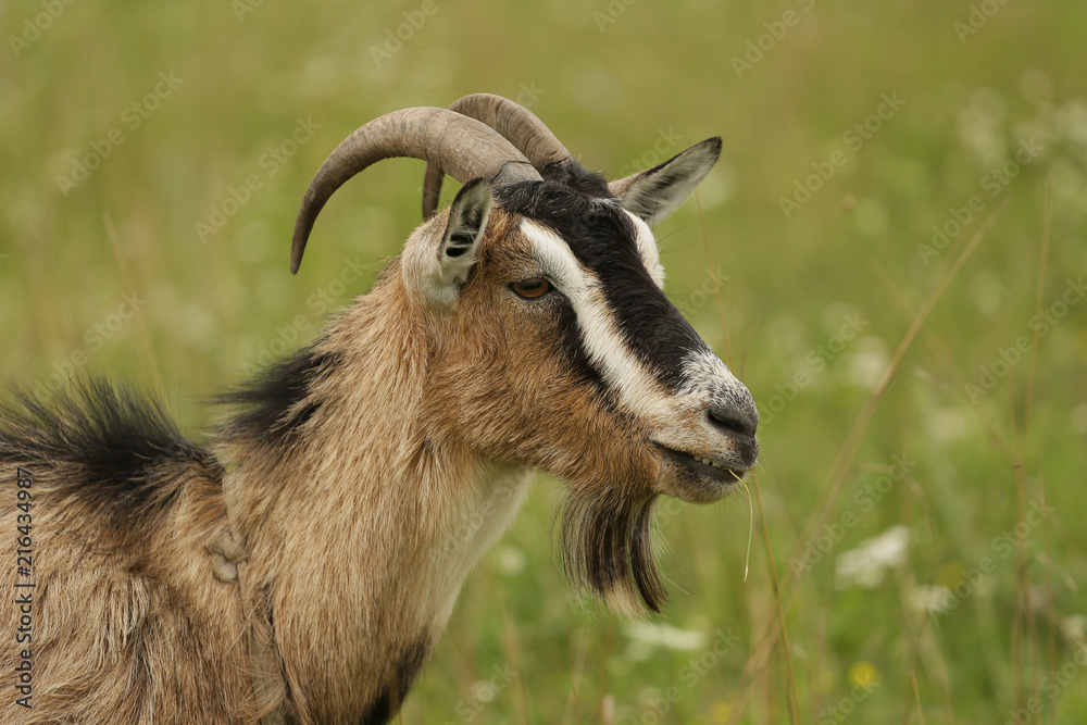 Young  goat grazing on a spring meadow.