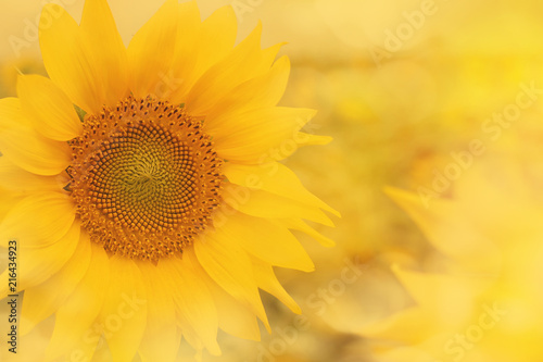 Sunflower field