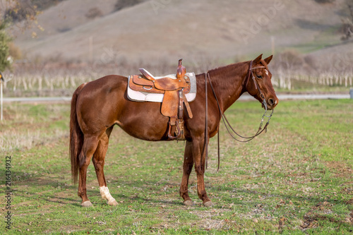 American Quarter Horse in Field © kcapaldo