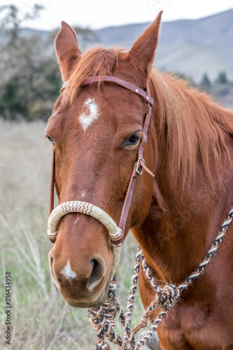 American Quarter Horse in Field